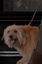 dogwalk.JPG